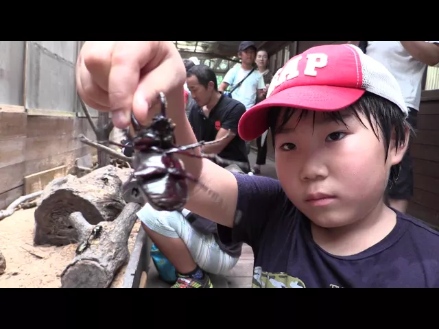 ヘラクレスとの記念撮影やアトラスとのふれあいも!world beetle exhibition